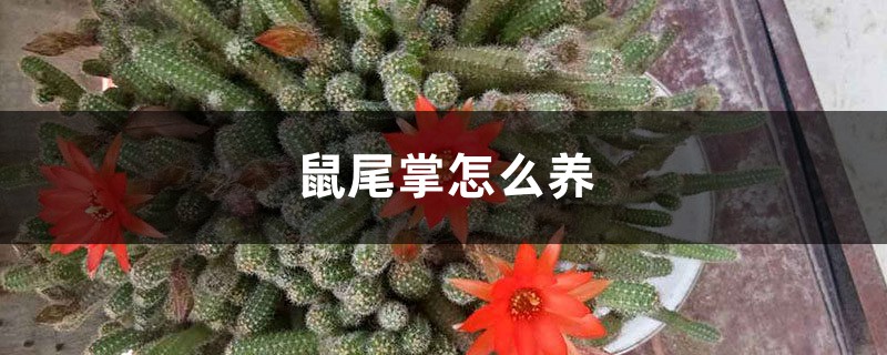 鼠尾掌怎么养 鼠尾掌怎么养