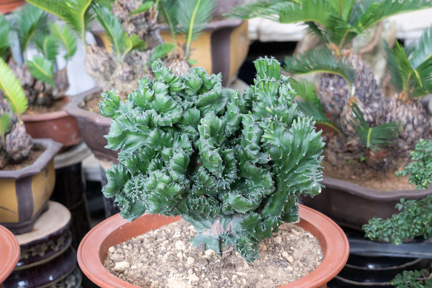 麒麟掌 麒麟掌