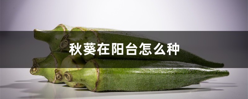 秋葵在阳台怎么种 秋葵在阳台怎么种