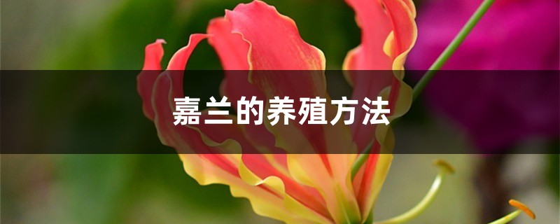 嘉兰的养殖方法 嘉兰的养殖方法