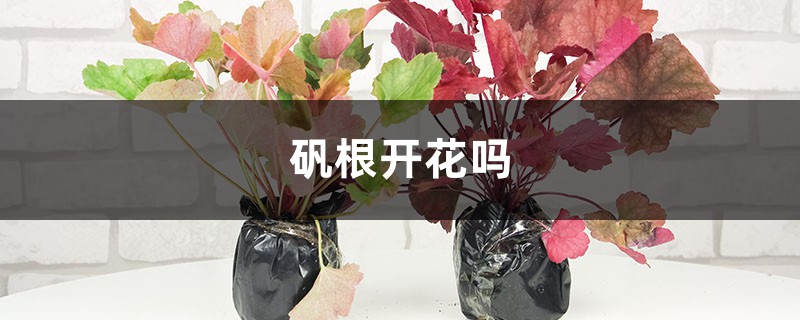 矾根开花吗