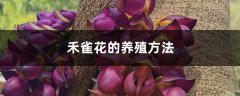 禾雀花的养殖方法