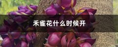 禾雀花什么时候开