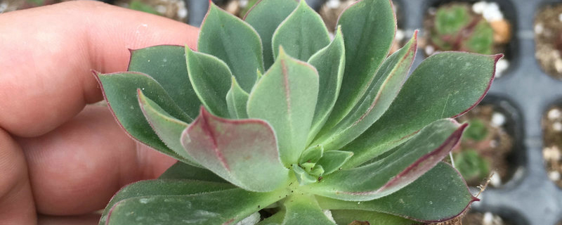 多肉植物丹尼尔怎么养 多肉植物丹尼尔怎么养