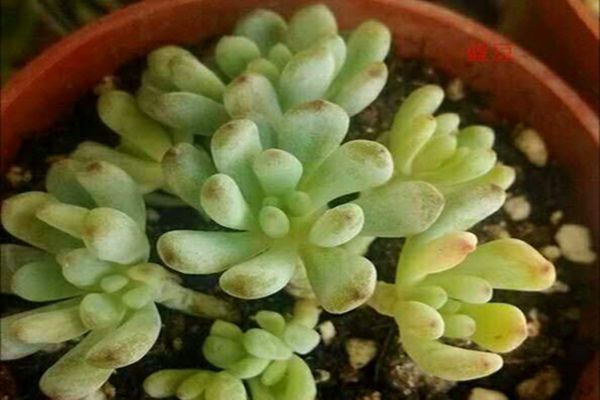 蓝豆、绿豆、赤豆、黑莓怎么区分 蓝豆、绿豆、赤豆、黑莓怎么区分