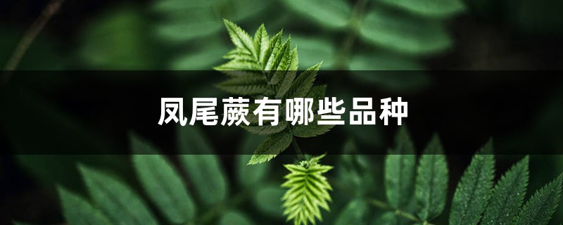凤尾蕨有哪些品种 凤尾蕨有哪些品种