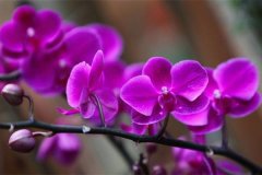 你因为北阳台而哭泣，她却种出一个绝美花园