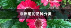 非洲菊的品种分类