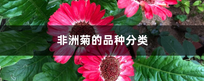 非洲菊的品种分类 非洲菊的品种分类