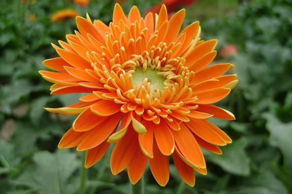 向日葵、太阳花、非洲菊……你能分清吗 向日葵、太阳花、非洲菊……你能分清吗