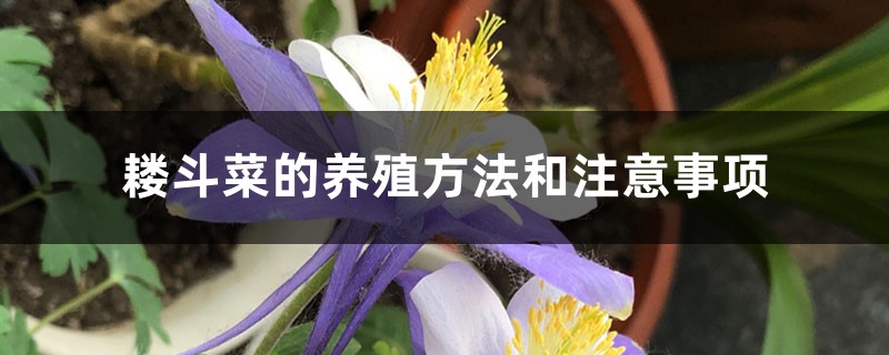 耧斗菜的养殖方法和注意事项 耧斗菜的养殖方法和注意事项