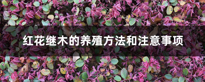 红花继木的养殖方法和注意事项 红花继木的养殖方法和注意事项