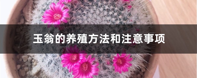 玉翁的养殖方法和注意事项 玉翁的养殖方法和注意事项