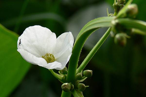 茨菰的养殖方法和注意事项 茨菰的养殖方法和注意事项