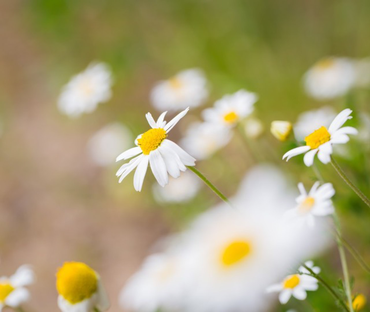 菊花 菊花