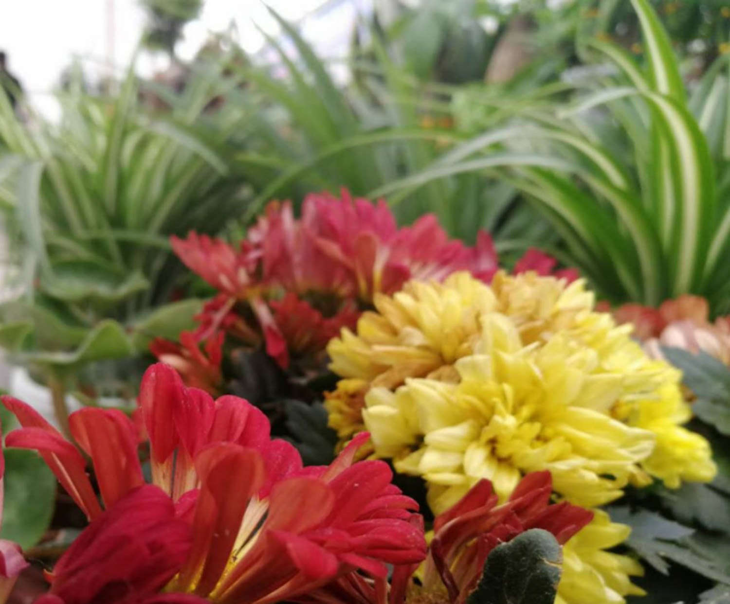 菊花 菊花
