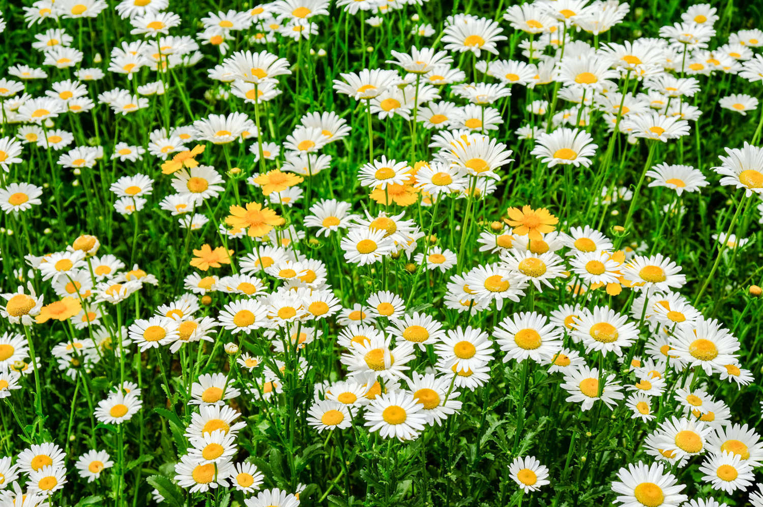 菊花 菊花