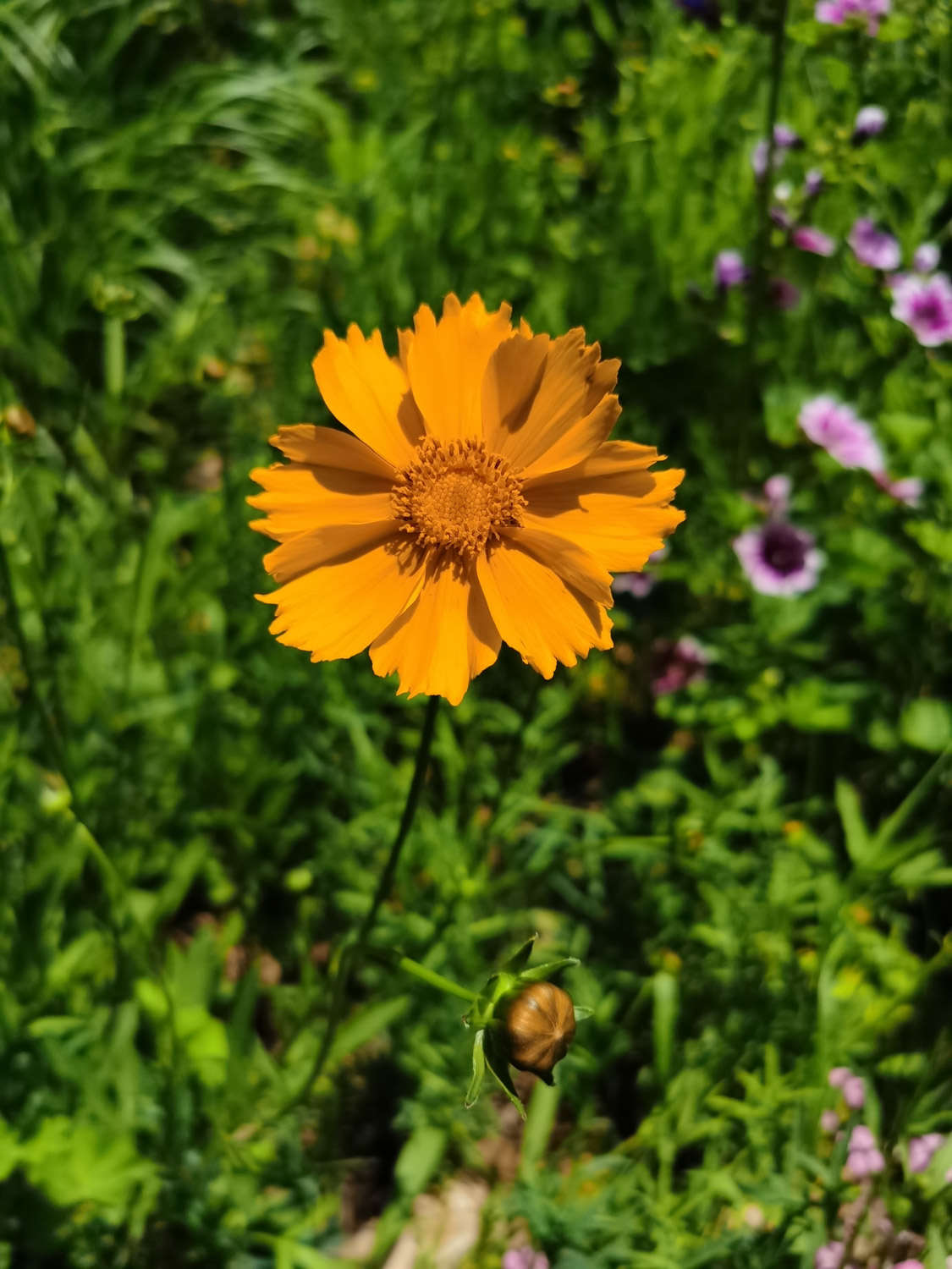 菊花 菊花