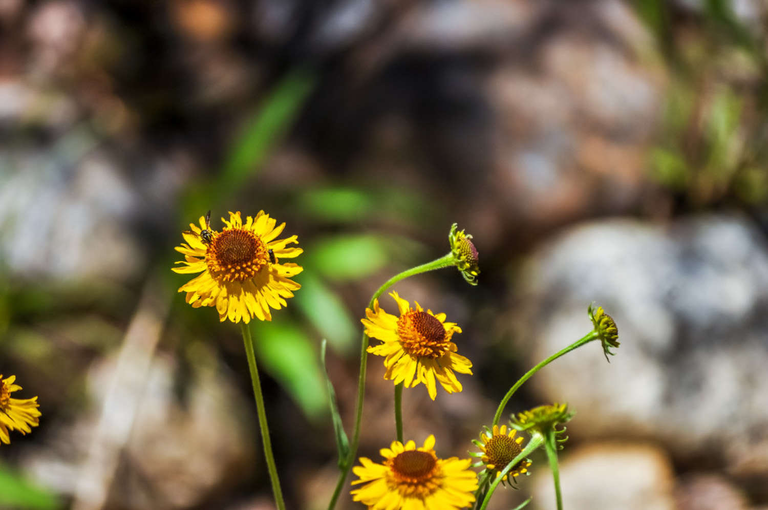 菊花 菊花