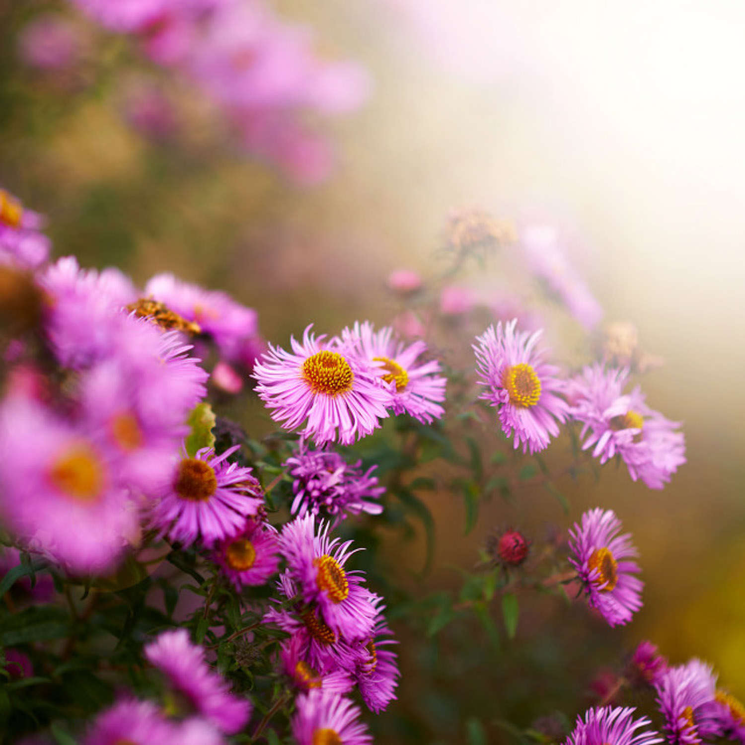 菊花 菊花