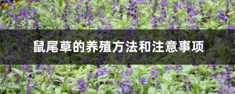 鼠尾草的养殖方法和注意事项 鼠尾草的养殖方法和注意事项
