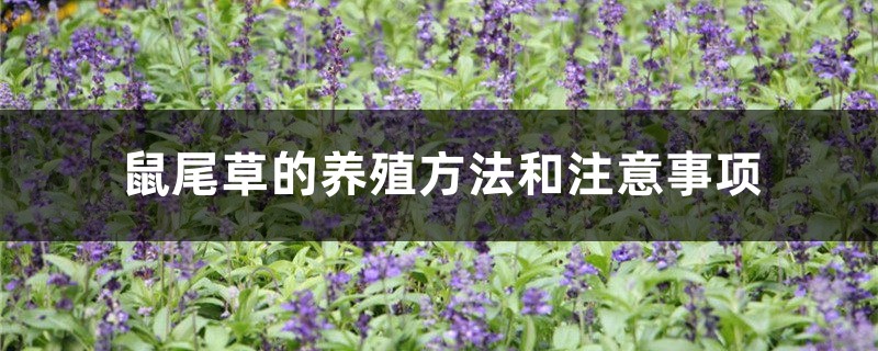 鼠尾草的养殖方法和注意事项