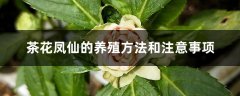 茶花凤仙的养殖方法和注意事项