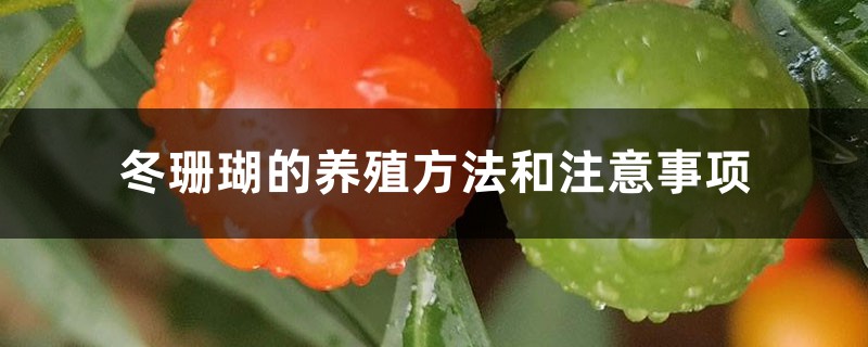 冬珊瑚的养殖方法和注意事项 冬珊瑚的养殖方法和注意事项