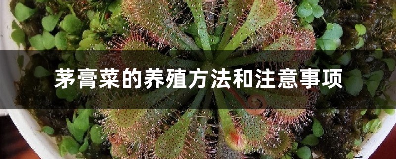 茅膏菜的养殖方法和注意事项 茅膏菜的养殖方法和注意事项
