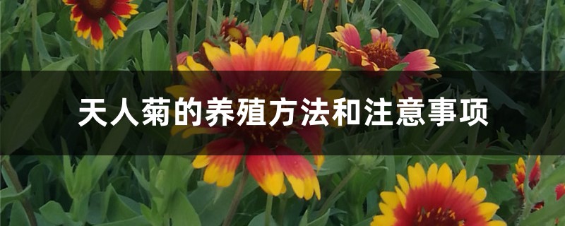 天人菊的养殖方法和注意事项 天人菊的养殖方法和注意事项