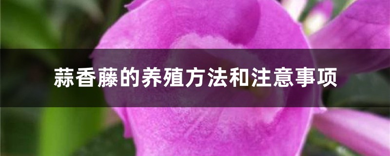 蒜香藤的养殖方法和注意事项 蒜香藤的养殖方法和注意事项