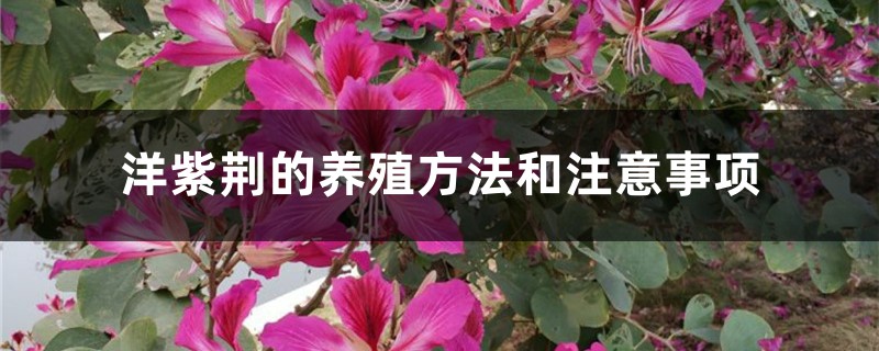洋紫荆的养殖方法和注意事项 洋紫荆的养殖方法和注意事项