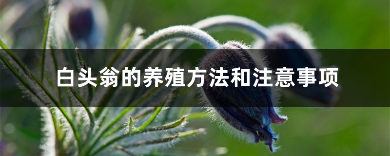 白头翁的养殖方法和注意事项 白头翁的养殖方法和注意事项
