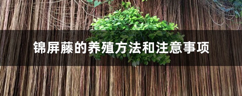 锦屏藤的养殖方法和注意事项 锦屏藤的养殖方法和注意事项