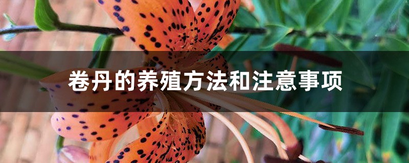 卷丹的养殖方法和注意事项 卷丹的养殖方法和注意事项