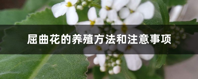 屈曲花的养殖方法和注意事项