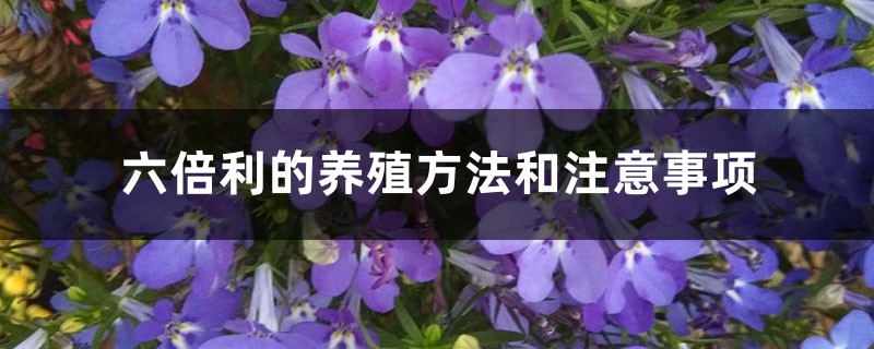 六倍利的养殖方法和注意事项