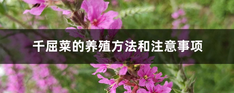 千屈菜的养殖方法和注意事项 千屈菜的养殖方法和注意事项