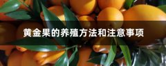 黄金果（乳茄）的养殖方法和注意事项