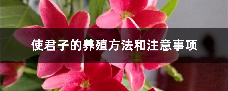 使君子的养殖方法和注意事项 使君子的养殖方法和注意事项