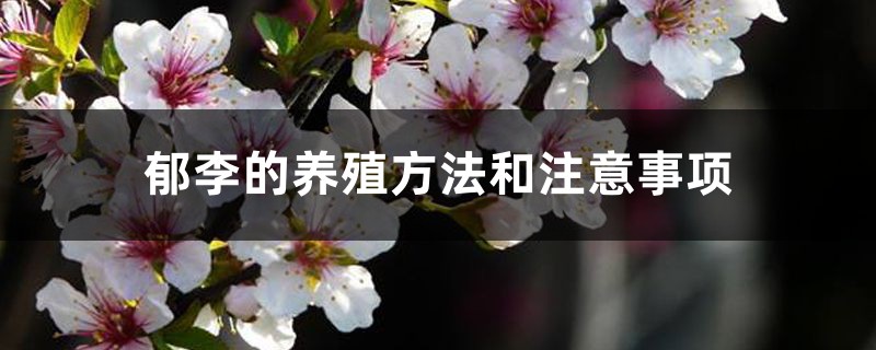 郁李的养殖方法和注意事项 郁李的养殖方法和注意事项