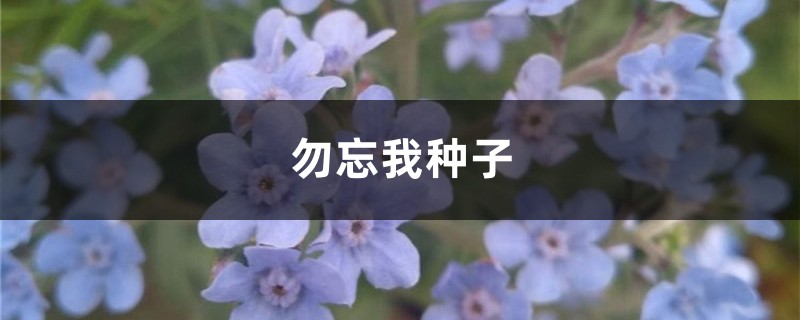 勿忘我种子 勿忘我种子