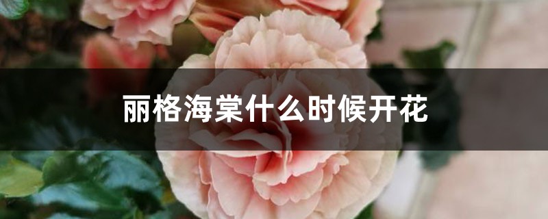 丽格海棠什么时候开花 丽格海棠什么时候开花