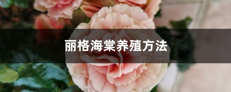 丽格海棠养殖方法 丽格海棠养殖方法