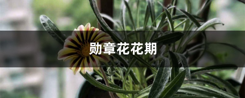 勋章花花期 勋章花花期
