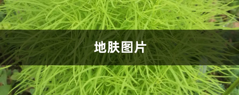 地肤图片 地肤图片