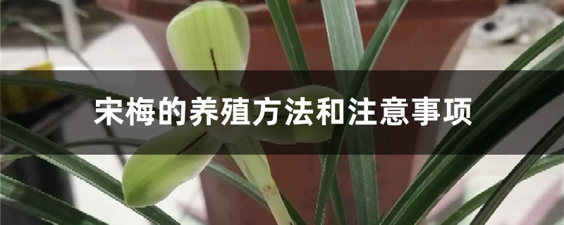 宋梅的养殖方法和注意事项 宋梅的养殖方法和注意事项