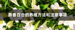 麝香百合的养殖方法和注意事项