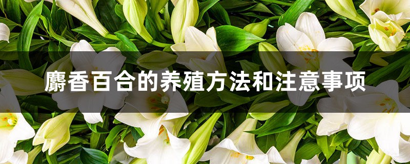 麝香百合的养殖方法和注意事项 麝香百合的养殖方法和注意事项