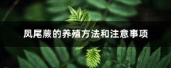 凤尾蕨的养殖方法和注意事项